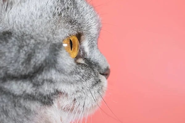 Porträt Einer Grau Schwarz Gestreiften Scottish Fold Katze Mit Gelben — Stockfoto