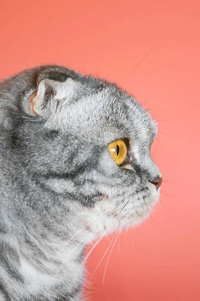 Portret Szarości Czarne Paski Scottish Fold Kota Żółtymi Oczami Zbliżenie — Zdjęcie stockowe