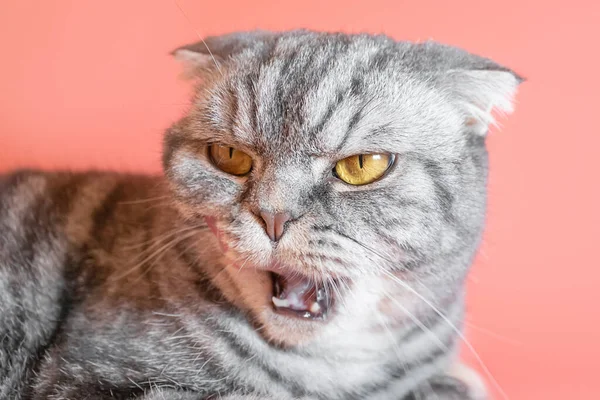 Сірий Шотландський Fold Кіт Весело Облизує Губи Вистромляючи Язик Гарний — стокове фото