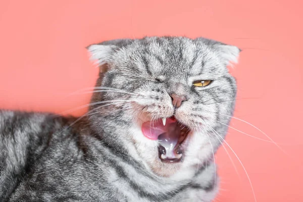 Die Graue Scottish Fold Katze Leckt Sich Amüsiert Die Lippen — Stockfoto