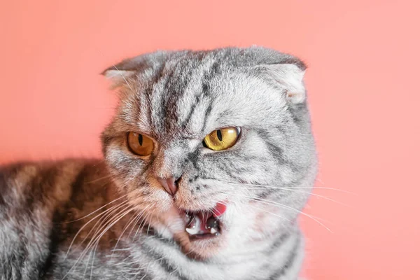 Gato Escocês Cinzento Fold Lambe Lábios Forma Divertida Destacou Língua — Fotografia de Stock