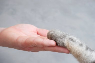 Gri çizgili kedi pençesi ve gri arka planda insan eli. Evcil hayvanı olan bir adamın arkadaşlığı, hayvanlarla ilgilenmesi. Minimalizm, en üstte beslenme, metin için yer.