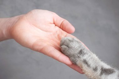 Gri çizgili kedi pençesi ve gri arka planda insan eli. Evcil hayvanı olan bir adamın arkadaşlığı, hayvanlarla ilgilenmesi. Minimalizm, en üstte beslenme, metin için yer.