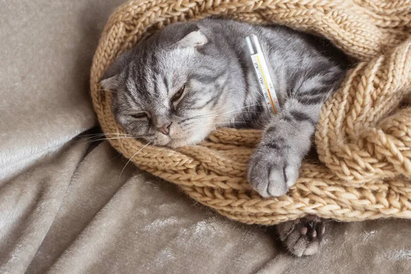 Ill gray Scottish Fold cat lies under a blanket with a thermometer. Pet disease concept, veterinary medicine.