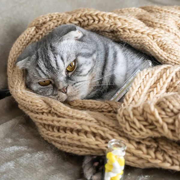 Kranke Graue Scottish Fold Katze Liegt Unter Einer Decke Mit — Stockfoto