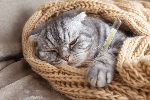 Ill Gray Scottish Fold Cat Lies Blanket Thermometer Pet Disease — Stock Photo, Image