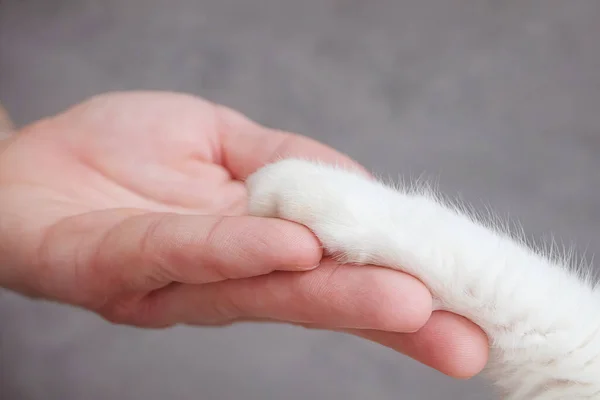 White cat\'s paw and human hand on a gray background. The concept of friendship of a man with a pet, caring for animals. Minimalism, feed on top, place for text.