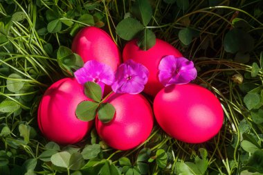 Bright cute Easter concept. Eggs painted magenta. Grass background, the spring sun is shining brightly.