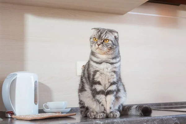 Grå Skotsk Vikkatt Sitter Ett Bord Köket Begreppet Avvänjning Husdjur — Stockfoto