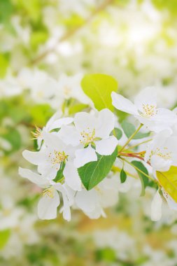 Elma ağaçlarının beyaz çiçekleri bir dalda çiçek açar. Yakın plan. Bahar, yaz, çiçek, tatil konsepti. Pankart ve kartpostallar için resim.