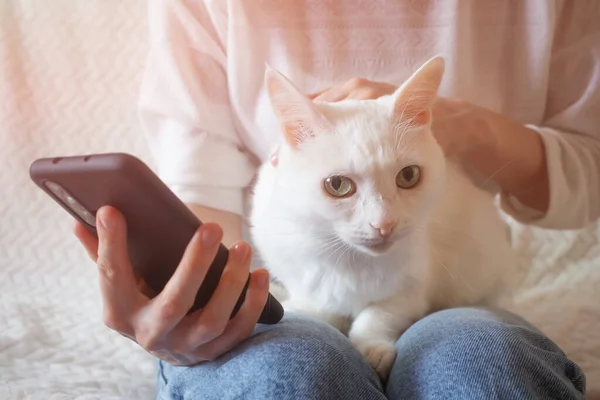 White Cat Sits Lap Woman Hand Smartphone Concept Pet Care — Zdjęcie stockowe