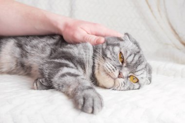 Gri çizgili bir İskoç kedisi hafif bir battaniyenin üzerinde yatıyor. Bir insan eli onu okşuyor..