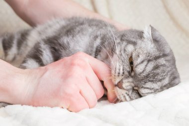 A gray striped Scottish Fold cat bites a man's hand. The concept of aggression, anger, raising pets.