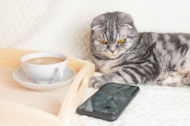 A gray striped Scottish Fold cat with yellow eyes sits on a blanket with smartphone and cup of coffee. Cute funny pet. The concept of home comfort, relaxation, morning.