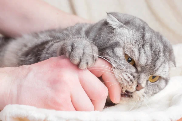 Gray Striped Scottish Fold Cat Bites Man Hand Concept Aggression — Stock Photo, Image