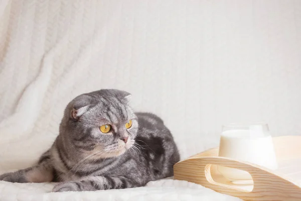 Eine Grau Gestreifte Schottische Faltkatze Mit Gelben Augen Sitzt Auf — Stockfoto