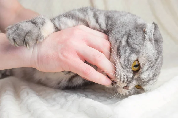 Gray Striped Scottish Fold Cat Bites Man Hand Concept Aggression — Zdjęcie stockowe