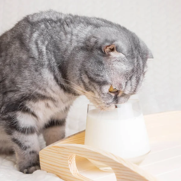 Gray Striped Scottish Fold Cat Yellow Eyes Sits Blanket Cup — Zdjęcie stockowe