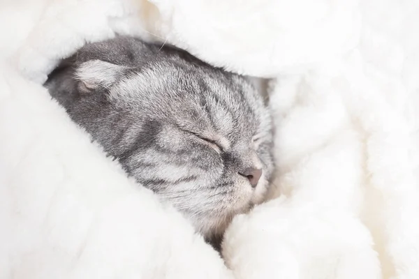 Gray Scottish Fold Cat Sleeps Wrapped Warm Beige Plaid Cozy — Stock Photo, Image