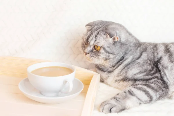 Gray Striped Scottish Fold Cat Yellow Eyes Sits Blanket Cup — Foto de Stock