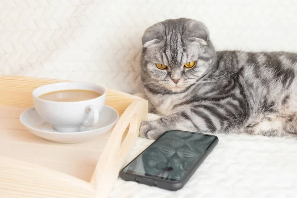 Gray Striped Scottish Fold Cat Yellow Eyes Sits Blanket Smartphone — Φωτογραφία Αρχείου