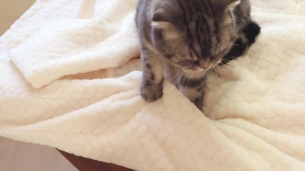 Кошка Смяла Одеяло Лапами Серые Ноги Черными Полосками Легкая Клетка — стоковое видео