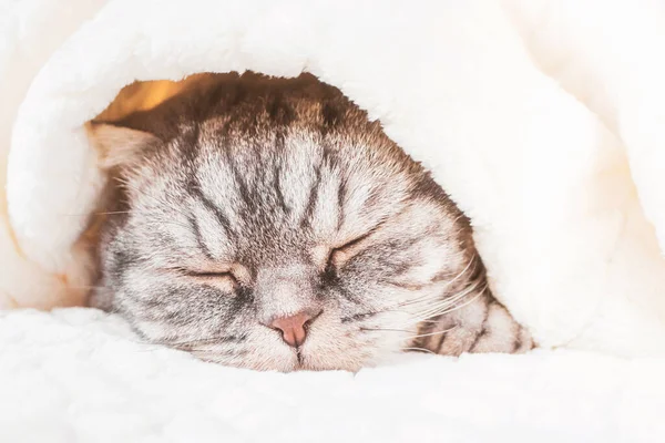 Gray Scottish Fold Cat Sleeps Wrapped Warm Beige Plaid Cozy — 스톡 사진