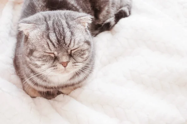 Gray Scottish Fold Cat Sleeps Wrapped Warm Beige Plaid Cozy — Stockfoto