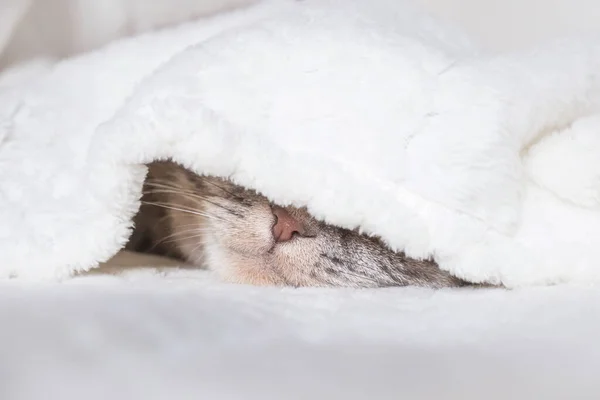 Серая Шотландская Кошка Спит Теплой Бежевой Клетке Уютный Симпатичный Теплый — стоковое фото