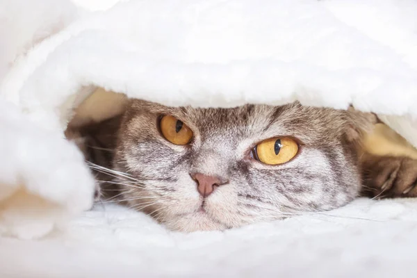 Gray Scottish Fold Cat Lies Wrapped Warm Beige Plaid Cozy — Stock Photo, Image