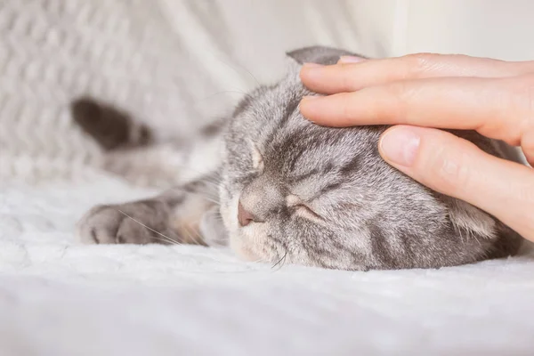 Gray Scottish Fold Cat Lies Warm Beige Plaid Cozy Cute — Stock Photo, Image
