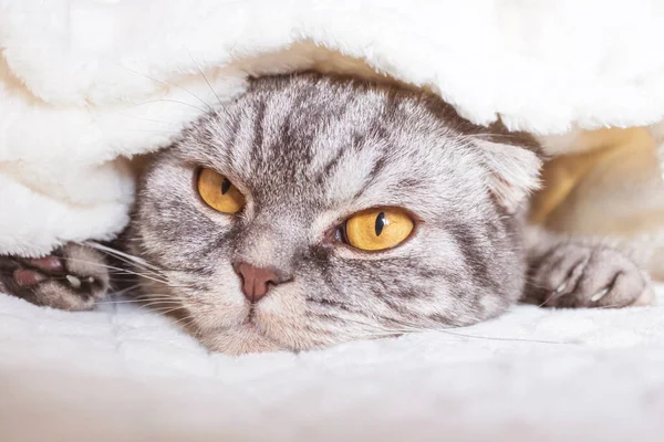 Gray Scottish Fold Cat Lies Wrapped Warm Beige Plaid Cozy — Stock Photo, Image