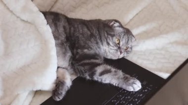 Sarı gözlü siyah ve gri çizgili bir İskoç kedisi kanepede yatarken dizüstü bilgisayar ekranına bakar. Sevimli komik hayvan. Yaratıcı ev işi konsepti, kediler için video. Boşluğu kopyala, arkaplanı aydınlat.