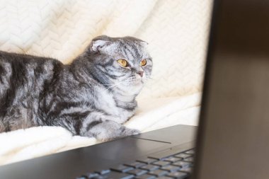 Sarı gözlü siyah ve gri çizgili bir İskoç kedisi kanepede yatarken dizüstü bilgisayar ekranına bakar. Sevimli komik hayvan. Yaratıcı ev işi konsepti, kediler için video. Boşluğu kopyala, arkaplanı aydınlat.