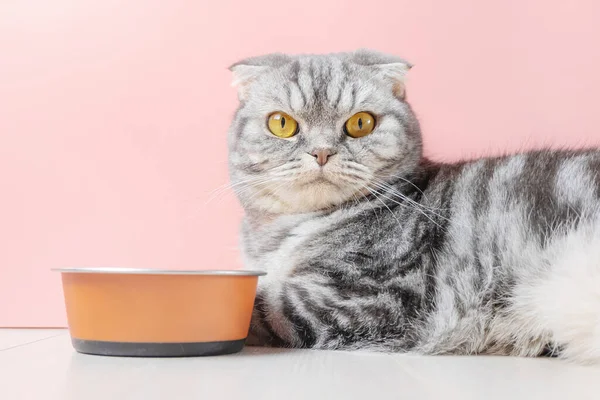 Scottish Fold Gray Cat Eats Dry Food Bowl Pet Nutrition — стоковое фото