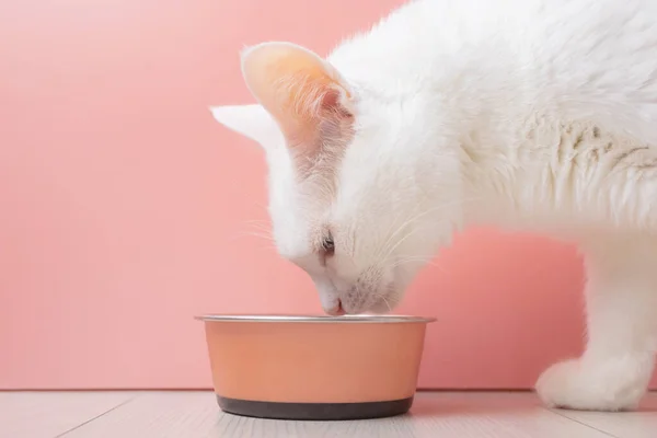 White Cat Eats Food Bowl Pet Nutrition Concept Food Selection — Zdjęcie stockowe