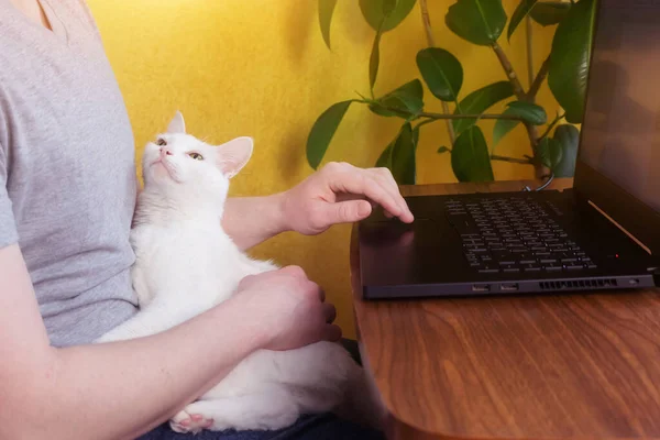 Uzaktan Çalışma Ofis Konsepti Bir Adam Kucağında Beyaz Bir Kediyle — Stok fotoğraf