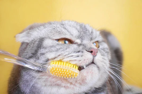 Gray Scottish Fold Cat Close Toothbrush Yellow Background Pet Oral — Stock Photo, Image