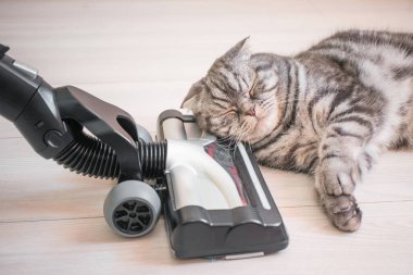 Kedi elektrik süpürgesinden korkmuyor. Kaplamalı zeminde düz bir elektrikli süpürge fırçası var. Gri bir İskoç kedisinin yanında. Ev temizliği kavramı.