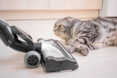 Kedi elektrik süpürgesinden korkmuyor. Kaplamalı zeminde düz bir elektrikli süpürge fırçası var. Gri bir İskoç kedisinin yanında. Ev temizliği kavramı.