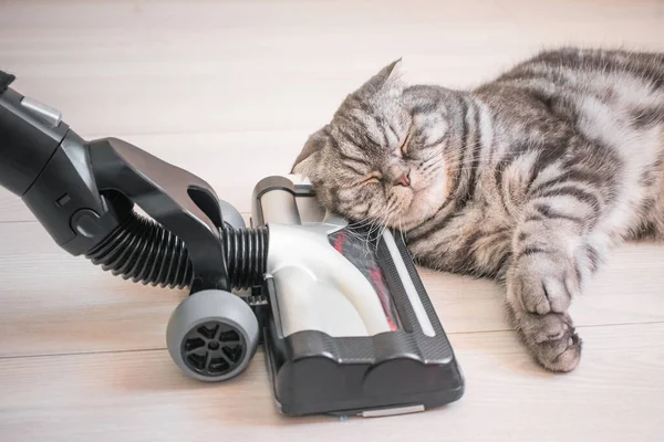 Kedi elektrik süpürgesinden korkmuyor. Kaplamalı zeminde düz bir elektrikli süpürge fırçası var. Gri bir İskoç kedisinin yanında. Ev temizliği kavramı.