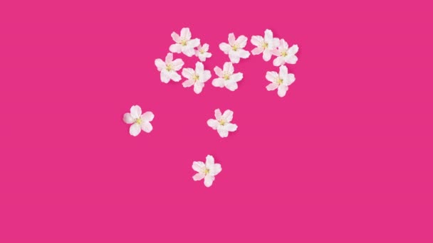 Белые яблочные цветы на розовом фоне постепенно складываются в форму сердца. за любовь, весну, день рождения, свадьбу, женский день, 8 марта, день матери, день святого Валентина. — стоковое видео