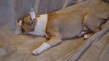 Amerikan Staffordshire Terrier köpeği. Kulakları kesilmiş ve bandaja sarılmış. Gri ekoseli yavru köpekler. Evcil hayvan konsepti, veteriner tıbbı, kulak kesme.