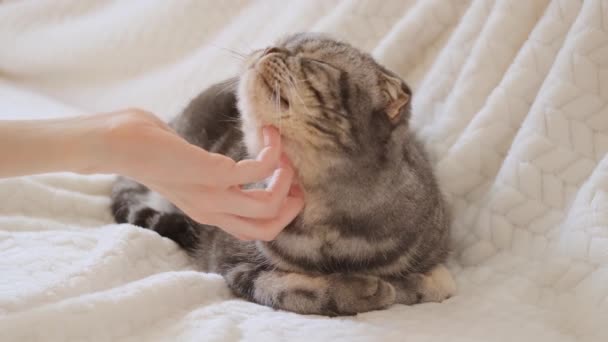 Un lindo gato Fold escocés gris con ojos amarillos yace sobre una manta beige clara y se duerme. Concepto de mascota — Vídeos de Stock