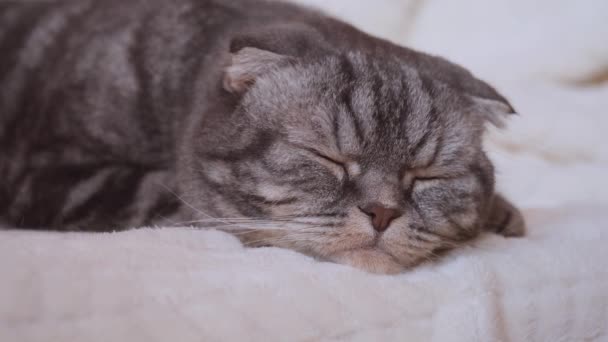 Um bonito cinza Scottish Fold gato com olhos amarelos encontra-se em um cobertor bege luz e adormece. Conceito de animal — Vídeo de Stock