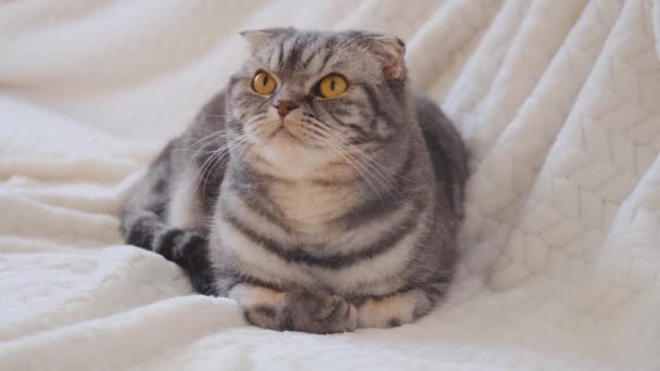 Eine niedliche graue Scottish Fold Katze mit gelben Augen liegt auf einer hellbeigen Decke und schläft ein. Haustierkonzept — Stockvideo