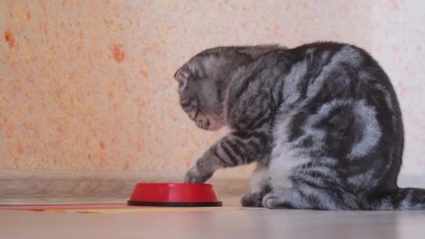 Un chat écossais gris plie amusamment l'eau avec une patte dans un bol. — Video