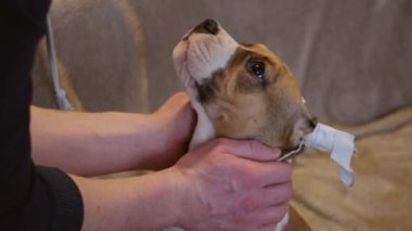 Amerikan Staffordshire Terrier köpeği. Kulakları kesilmiş ve bandaja sarılmış. Gri ekoseli yavru köpekler. Evcil hayvan konsepti, veteriner tıbbı, kulak kesme.