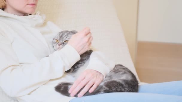 Gato Fold escocés gris en manos de una mujer. El concepto de cuidado de mascotas, zoopsicología, medicina veterinaria — Vídeos de Stock