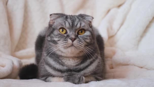 Um bonito cinza Scottish Fold gato com olhos amarelos encontra-se em um cobertor bege luz e adormece. Conceito de animal — Vídeo de Stock